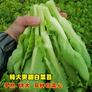 特大白菜苔种子甜苔菜心甜脆多芽早熟高产侧芽多味白菜心蔬菜种子