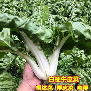 牛皮菜厚皮菜种籽根达菜四川牛皮菜种籽大叶红叶甜菜秋季蔬菜种子