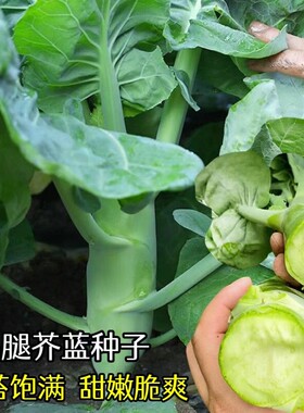 盈科秋冬甜脆脆爽好吃