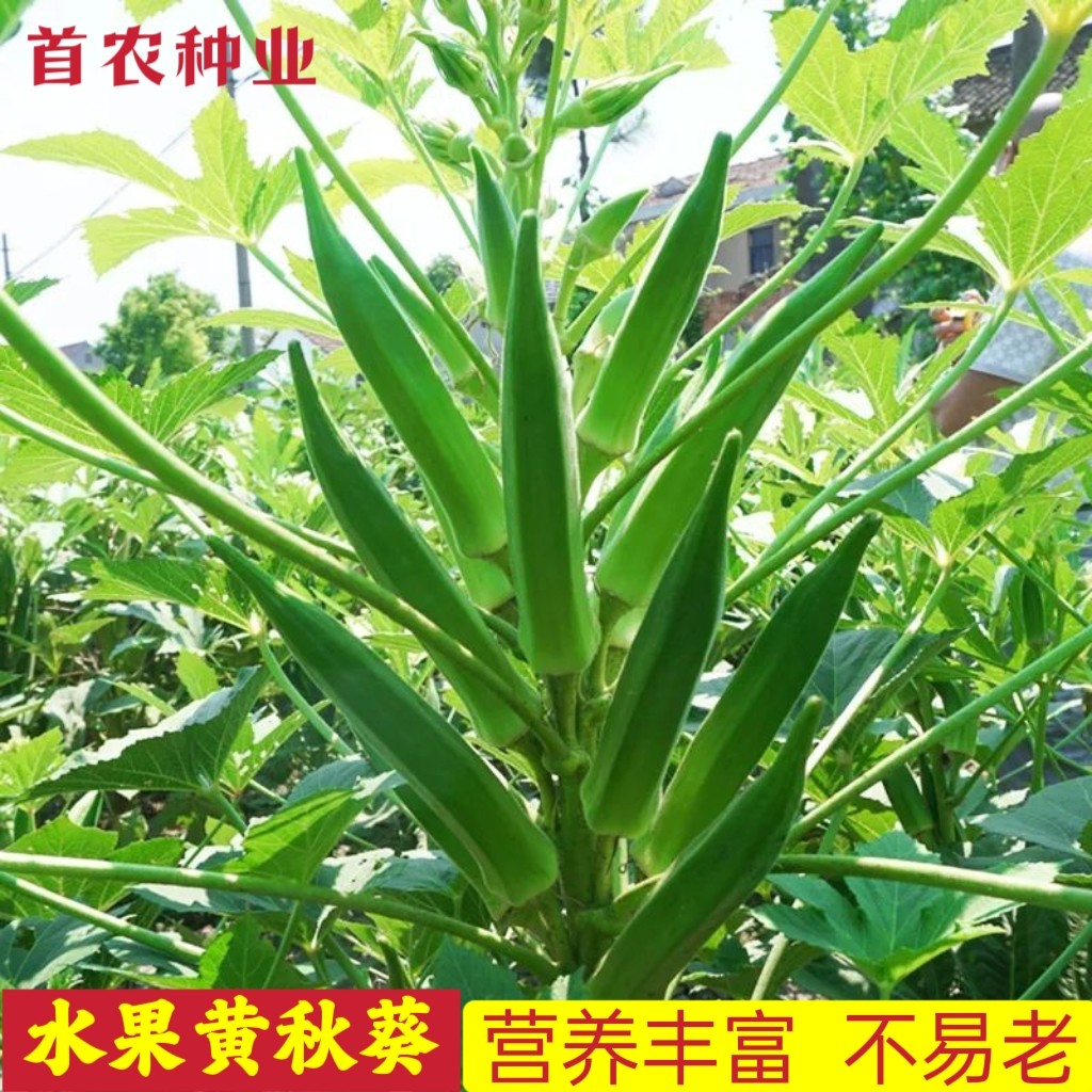 黄秋葵蔬菜种子红秋葵种籽春秋播家庭园艺种子