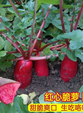 红心红皮萝卜种子耐寒高产甜脆透心红萝卜种籽阳台秋季田园蔬菜孑