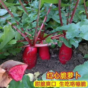 红心红皮萝卜种子耐寒高产甜脆透心红萝卜种籽阳台秋季田园蔬菜孑