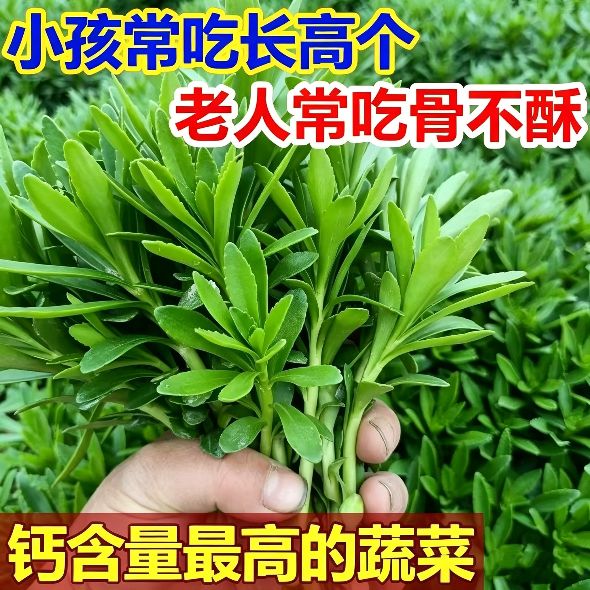高钙养心菜种子救心菜三七费菜种家庭园艺种子