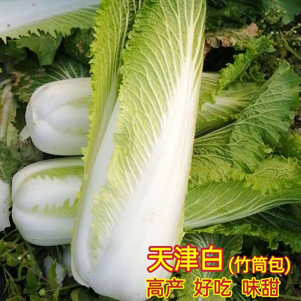 天津白大白菜种子黄芽包种籽长筒家庭园艺种子