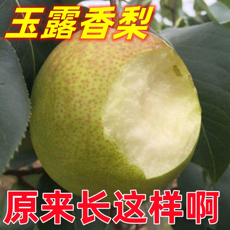 玉露香梨树苗山西隰县玉露香培育