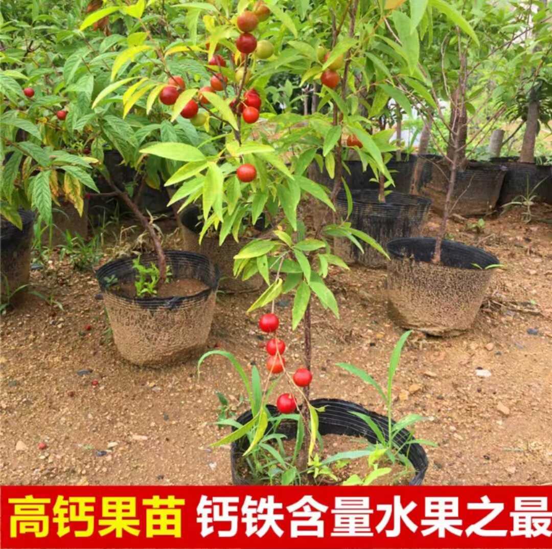 南北方盆栽新品种果树果苗