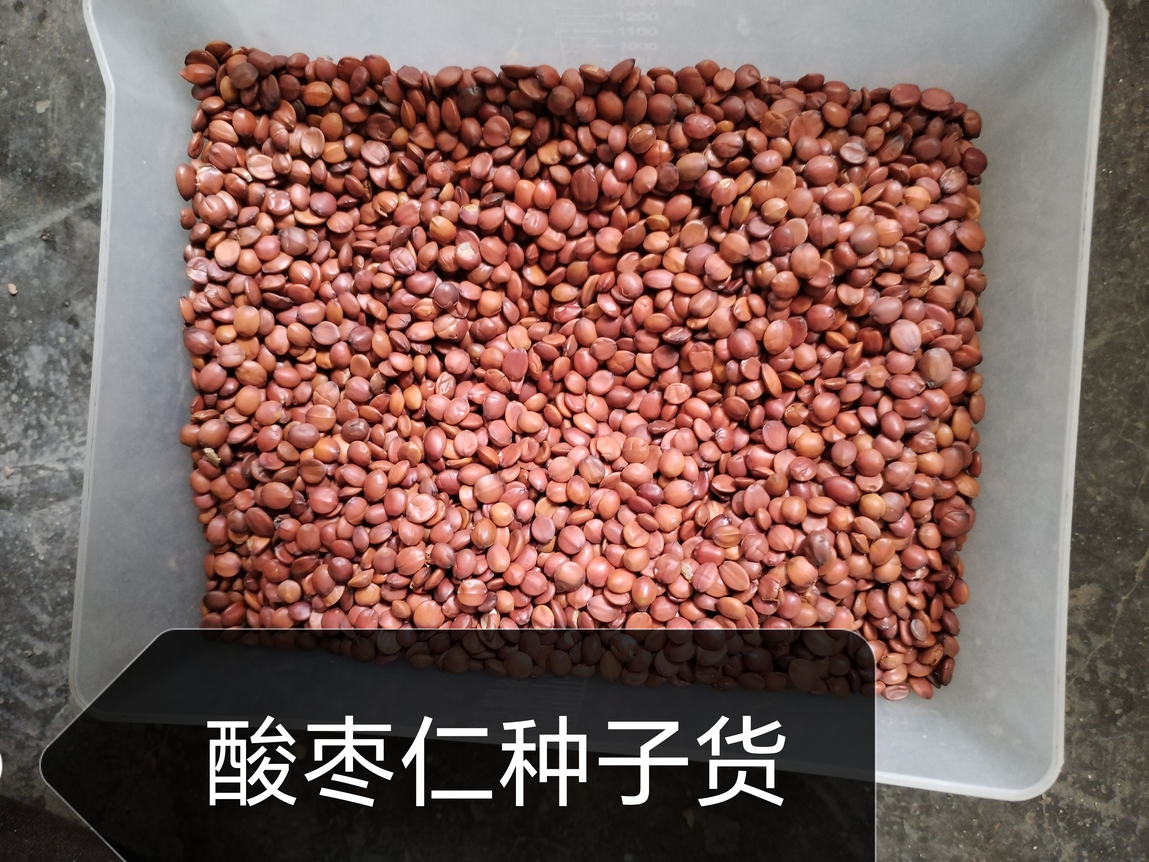 酸枣仁种子