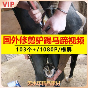 国外手工修理清理马蹄牛蹄毛驴蹄铁蹄护具解压减压高清中视频素材