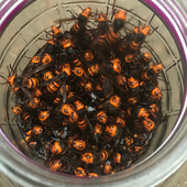 金环虎头蜂地活泡雷蜂散装 大黄蜂马蜂红娘蜂新鲜干品蜂蛹110只