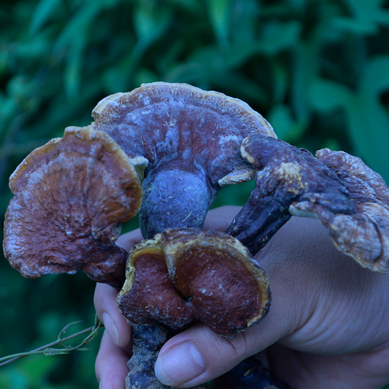 纯野生赤灵芝250克有假包赔