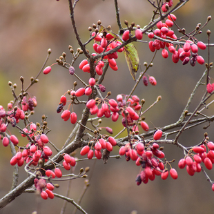 山茱萸无掺糖无色素无核料散装500克南召县