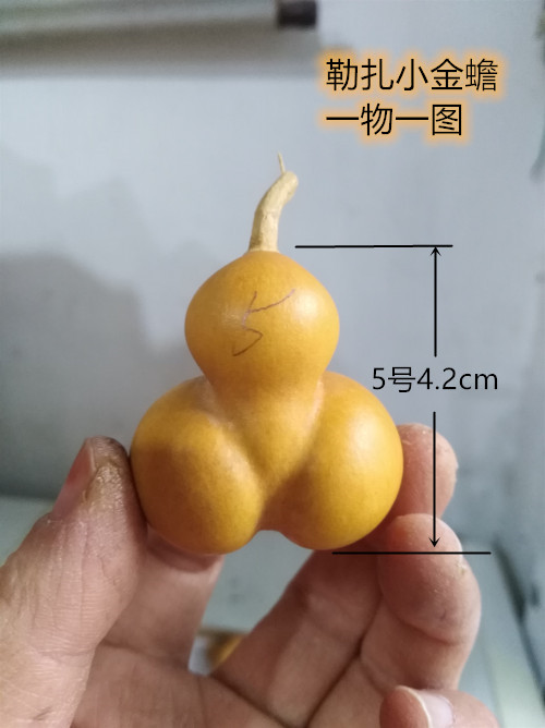 天然异形勒扎小金葫芦把玩观赏