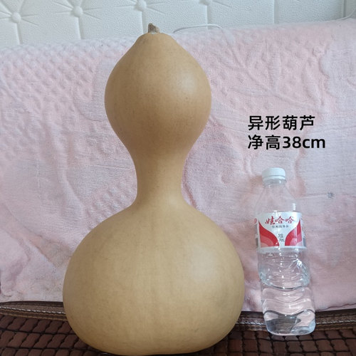一个天然异形超大蚂蚁葫芦t104号