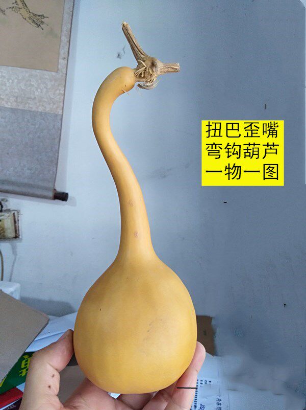 天然异形打弯扭巴歪嘴弯钩歪脖子文玩葫芦一物一图多个可选