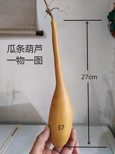 天然异形勒扎瓜条蛇葫芦