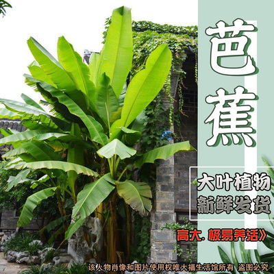 耐寒大叶植物芭蕉树苗庭院大型绿植现挖观赏性强盆栽绿化植物阳台