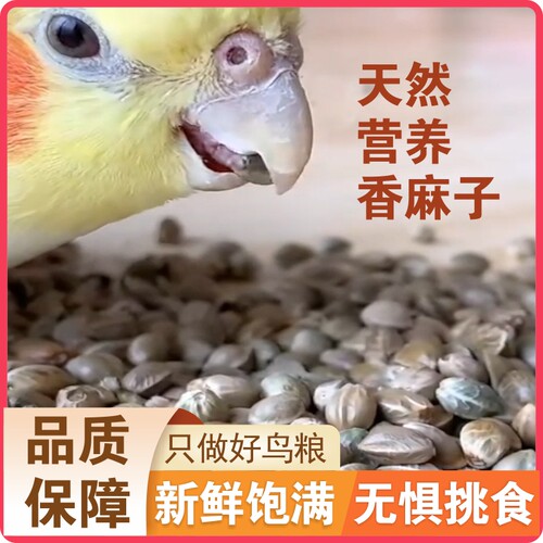 麻子小黄谷鸟粮鹦鹉鸟粮牡丹八哥玄凤小鸟粮大颗粒生麻籽甘肃特产