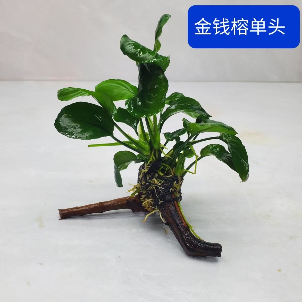 水榕沉木净水增氧好养耐活造景