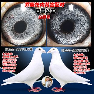 高端信鸽公棚比赛成绩鸽天落鸟 比利时圆环 血统鸽 杨阿腾 大鼻子