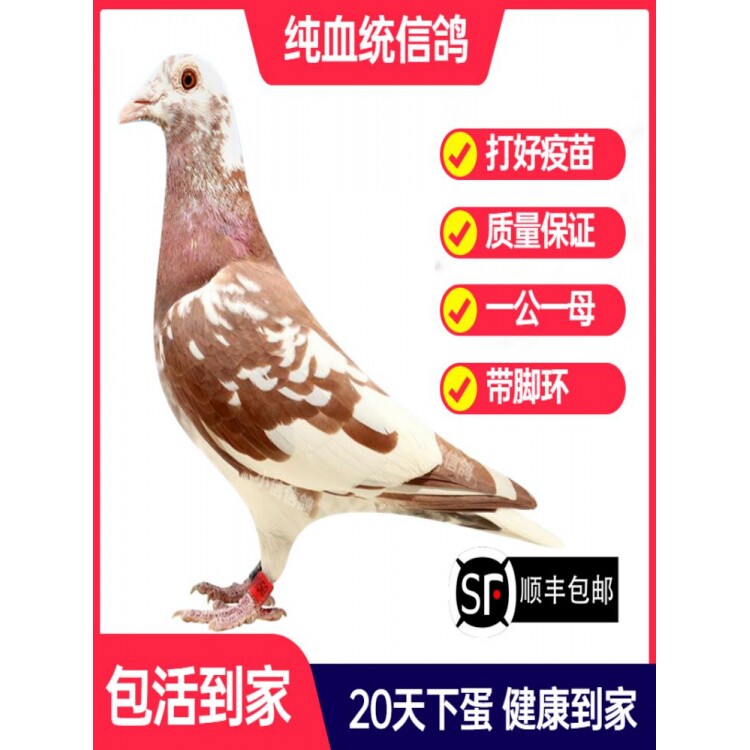 火凤凰鸽子活一对成绩鸽信鸽赛鸽鸽子原配种鸽小鸽活体幼鸽血统鸽