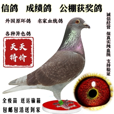 信鸽公棚成绩鸽远程赛鸽血统鸽冠