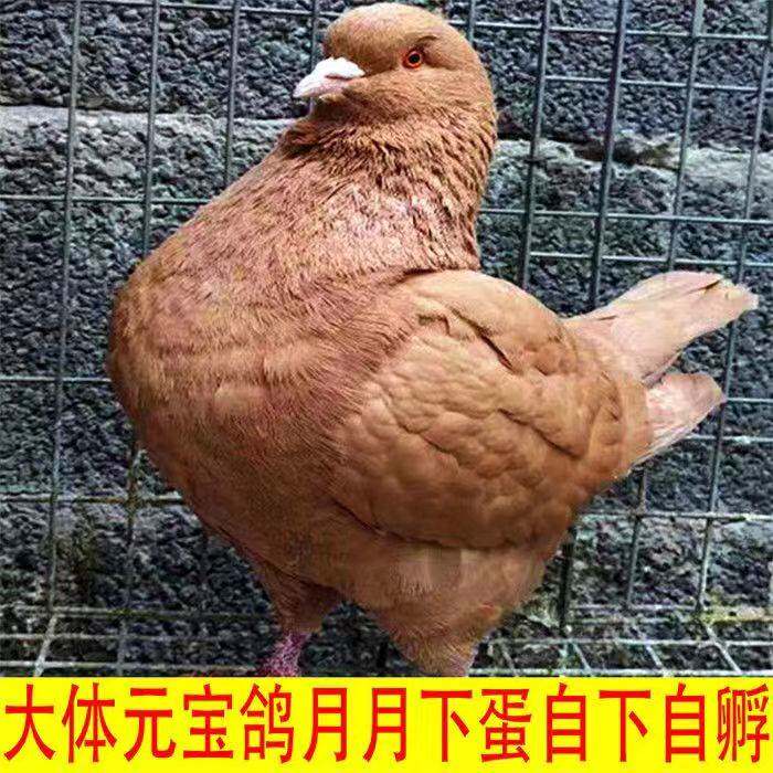 元宝纯种成年种鸽一对活物巨型特大体活体正宗元宝鸽子观赏鸽一公
