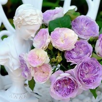 月季花苗特大花灌木微型庭院阳台花卉植物盆栽蔷薇玫瑰四季开花