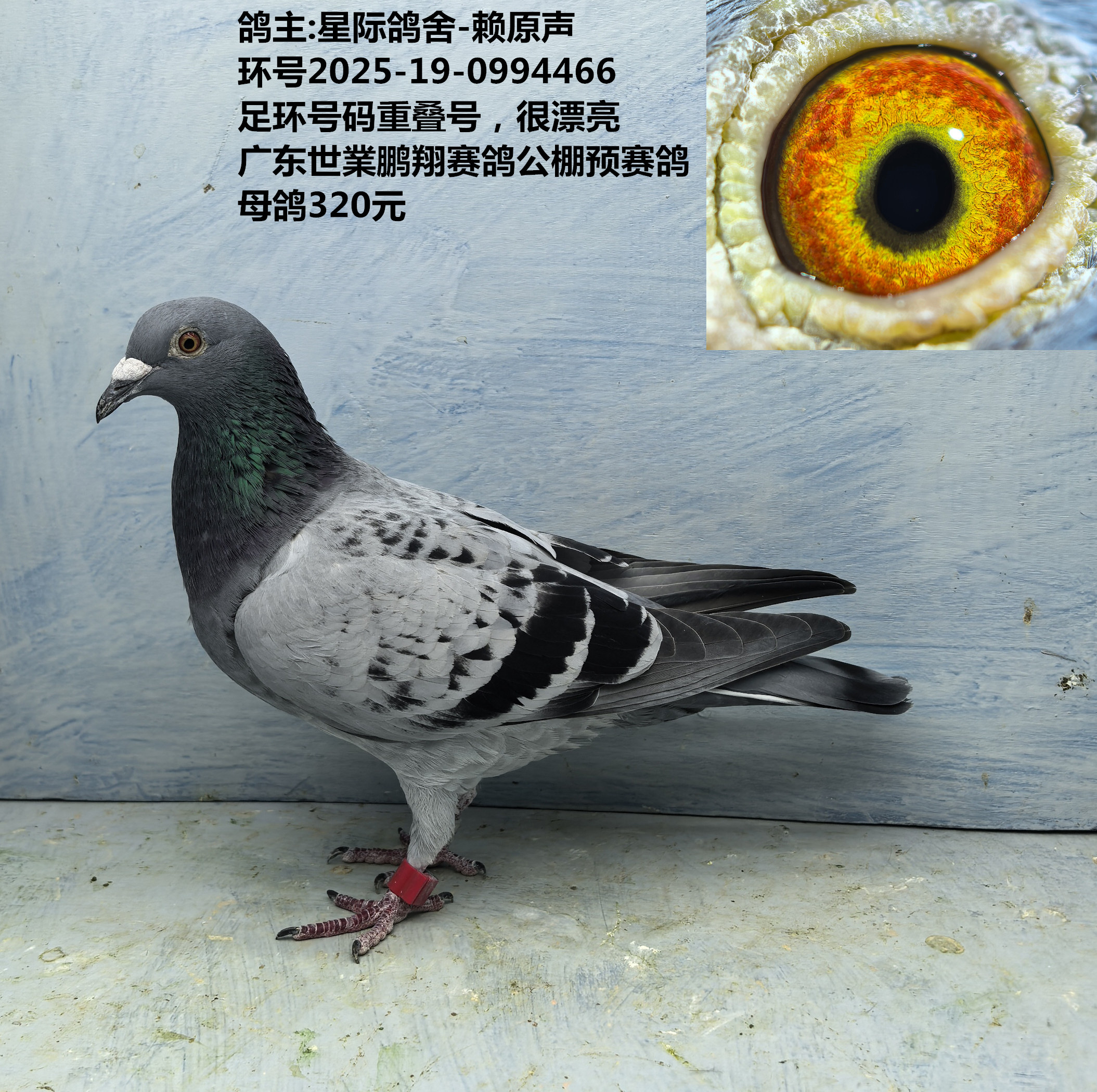 鸽主:星际鸽舍-赖原声 足环号码重叠号 广东世業鹏翔公棚预赛鸽