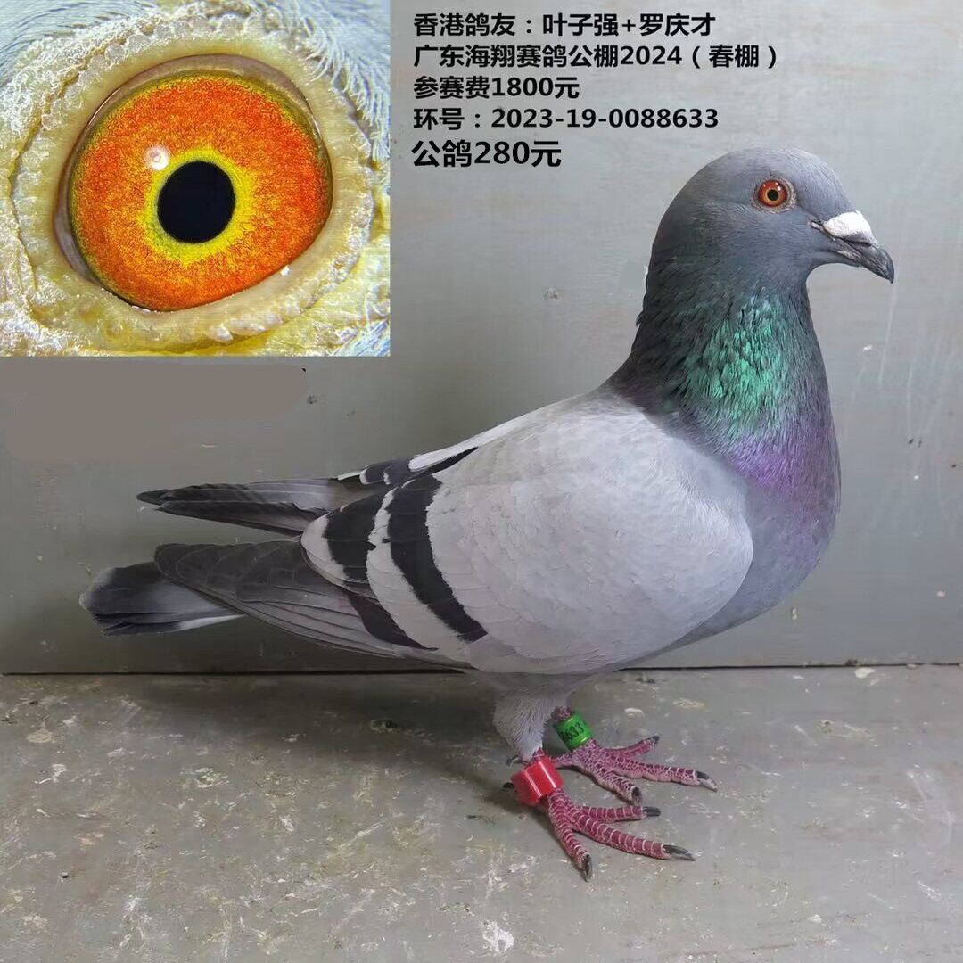 香港鸽友:叶子强+罗庆才 海翔赛鸽公棚24(春棚) 参赛费1800元