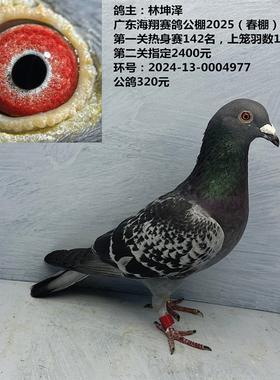 林坤泽 广东海翔赛鸽公棚第一关热身赛142名，上笼羽数13542羽