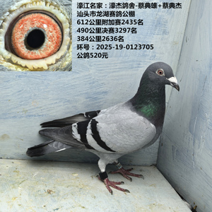 濠江名家：濠杰鸽舍-蔡典雄+蔡典杰 612公里2435名 490公里3297名