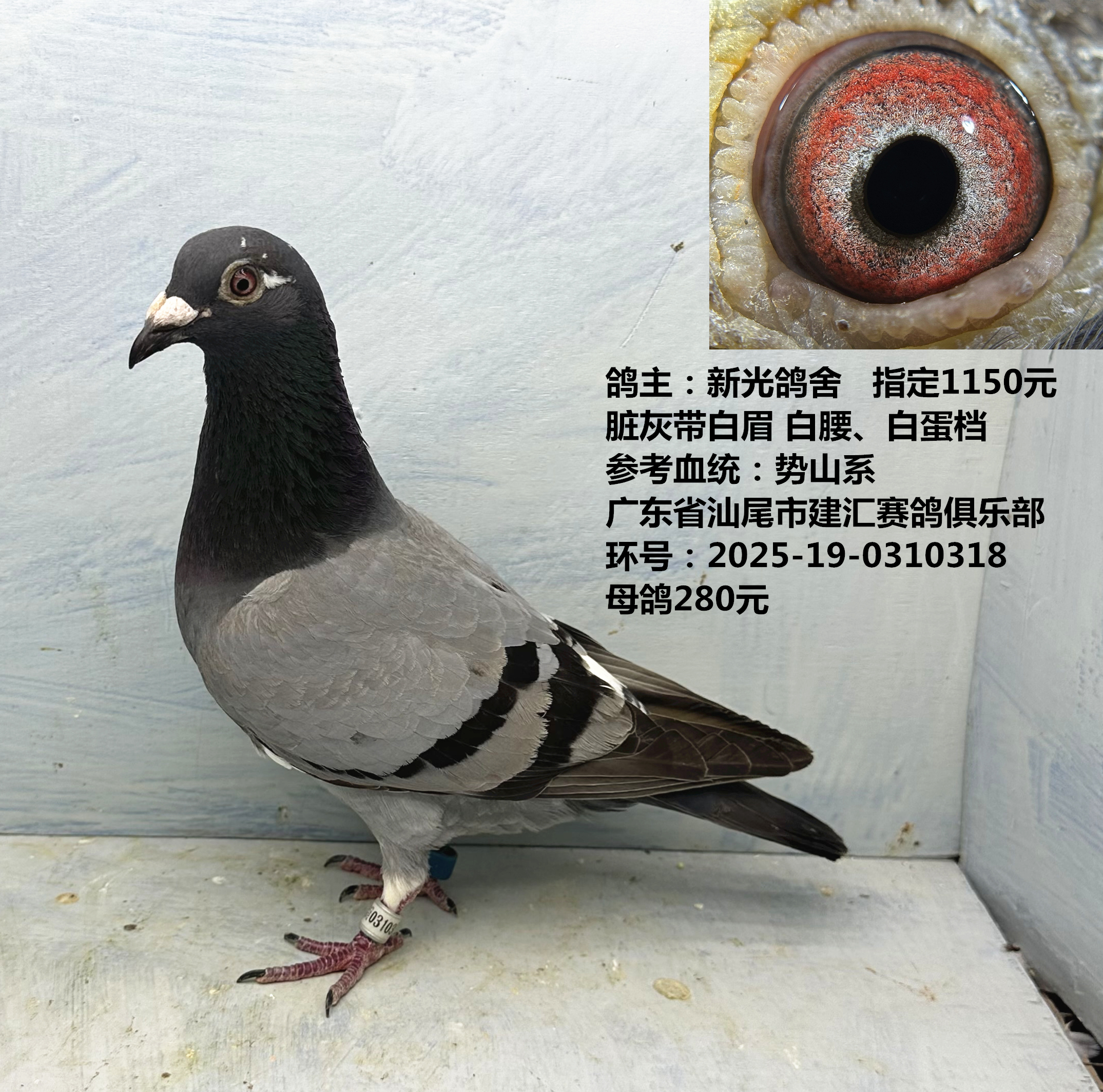新光鸽舍  指定1150元脏灰带白眉 白腰、白蛋档 参考血统:势山系