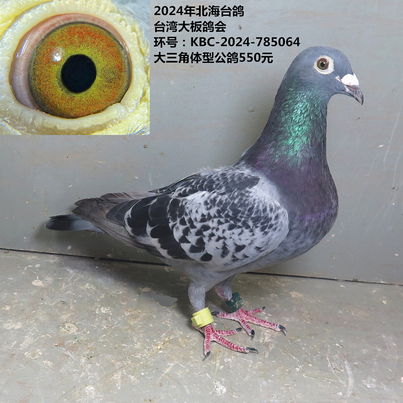 2024年北海台鸽 台湾大坂鸽会 大三角体型公鸽550元