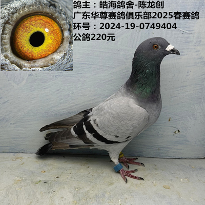 皓海鸽舍-陈龙创 广东华尊赛鸽俱乐部2025春赛鸽