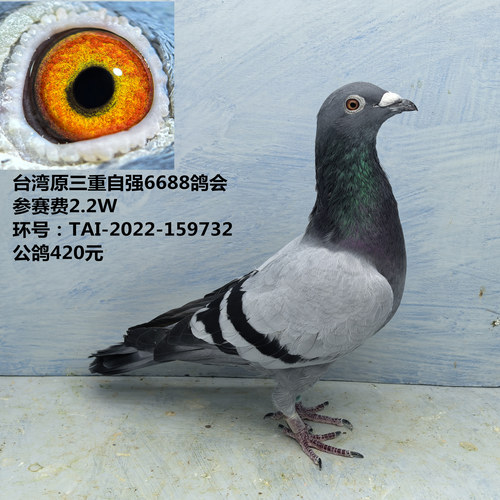 台湾原三重自强6688鸽会 参赛费2.2W