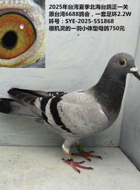 原台湾6688鸽会 2025年台湾夏季北海台鸽正一关，一套足环2.2W