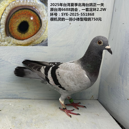 原台湾6688鸽会 2025年台湾夏季北海台鸽正一关，一套足环2.2W