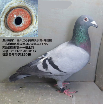 温州名家：温州江心赛鸽俱乐部-陈建国 两边翅膀都是十一根主羽