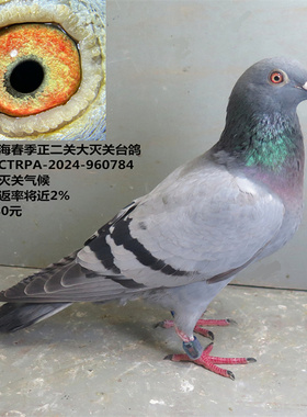 台湾南海春季正二关大灭关台鸽  灾难性灭关气候 台湾鸽 天落台鸽