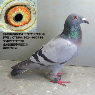 台湾南海春季正二关大灭关台鸽  灾难性灭关气候 台湾鸽 天落台鸽