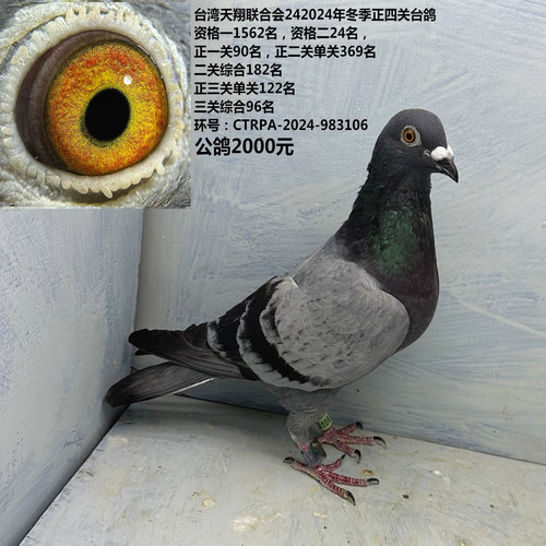 正四关台鸽  正二关单关369名  正三关单关122名 三关综合96名