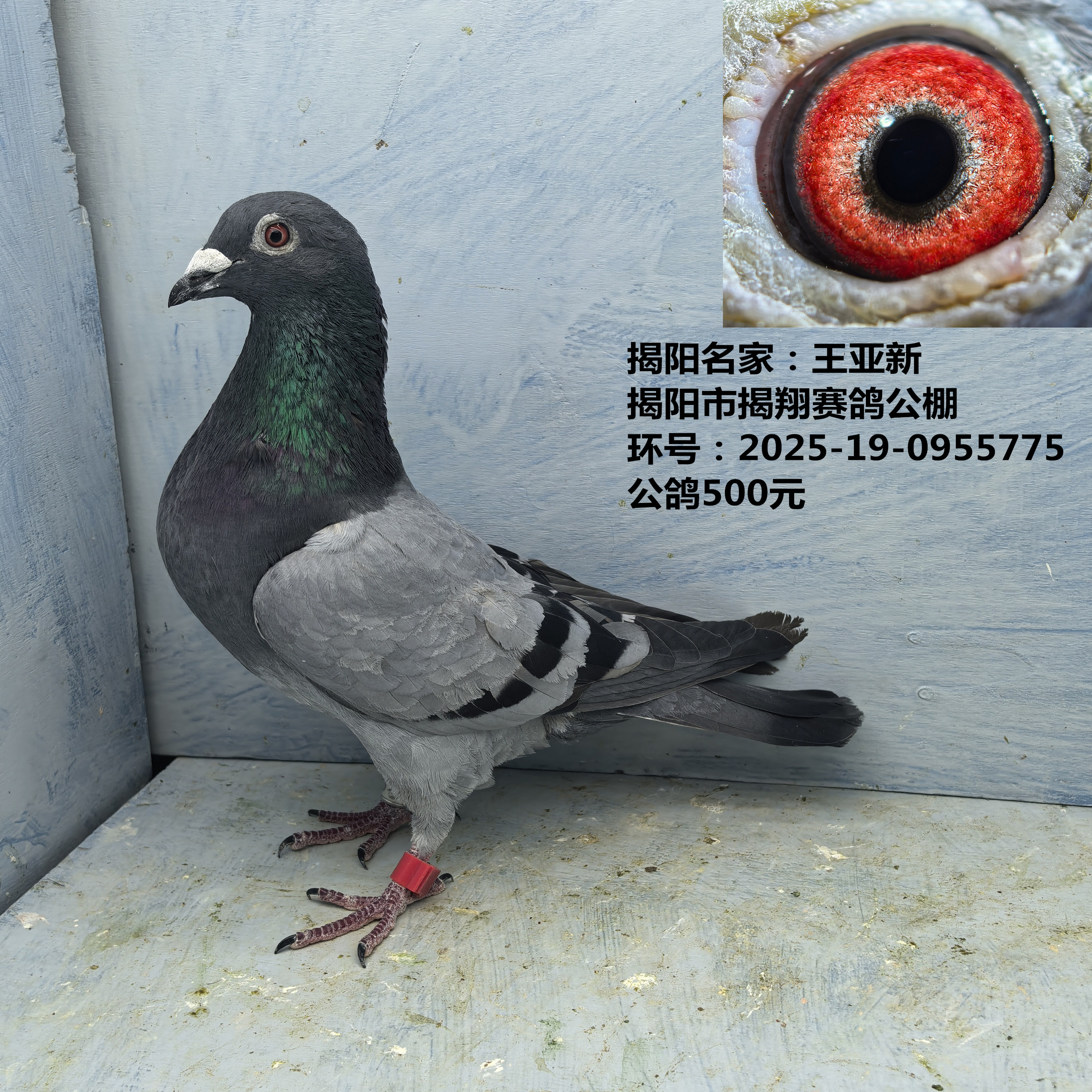 揭阳名家:王亚新 揭阳市揭翔赛鸽公棚