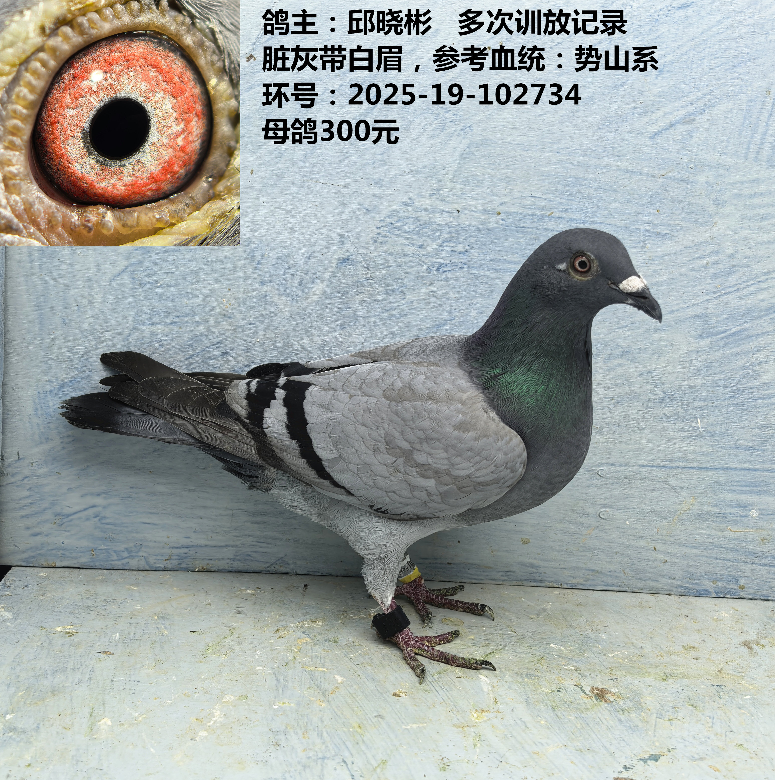 参考血统：势山系 鸽主：邱晓彬  脏灰带白眉