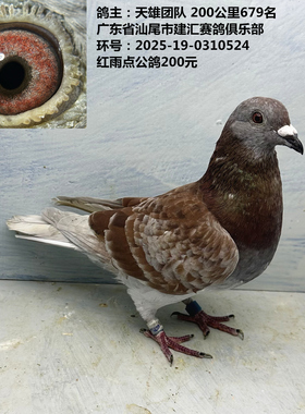 鸽主：天雄团队 200公里679名 建汇赛鸽俱乐部红雨点红色赛鸽