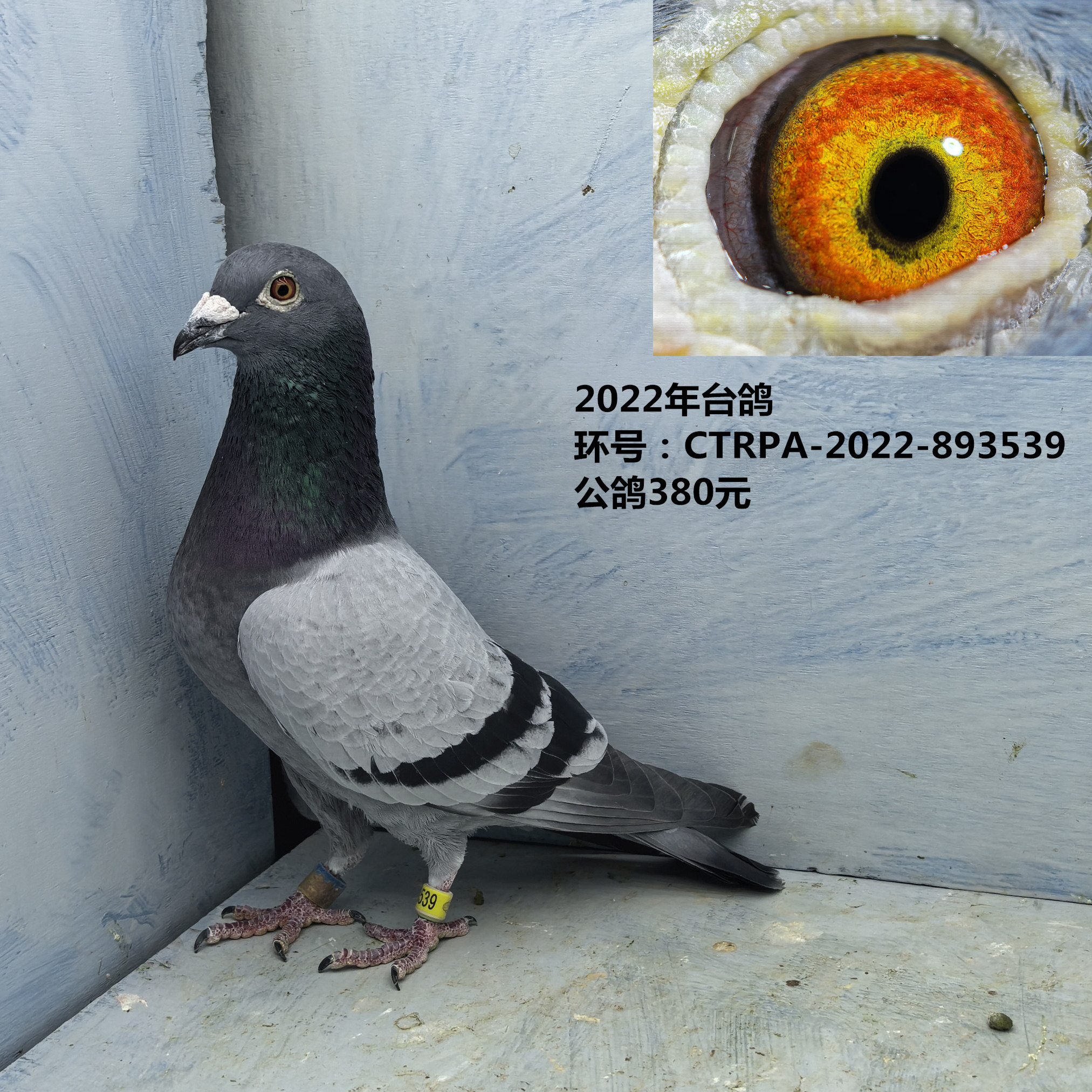2022年台鸽 台湾鸽 种鸽 信鸽天落台鸽 渔船台鸽