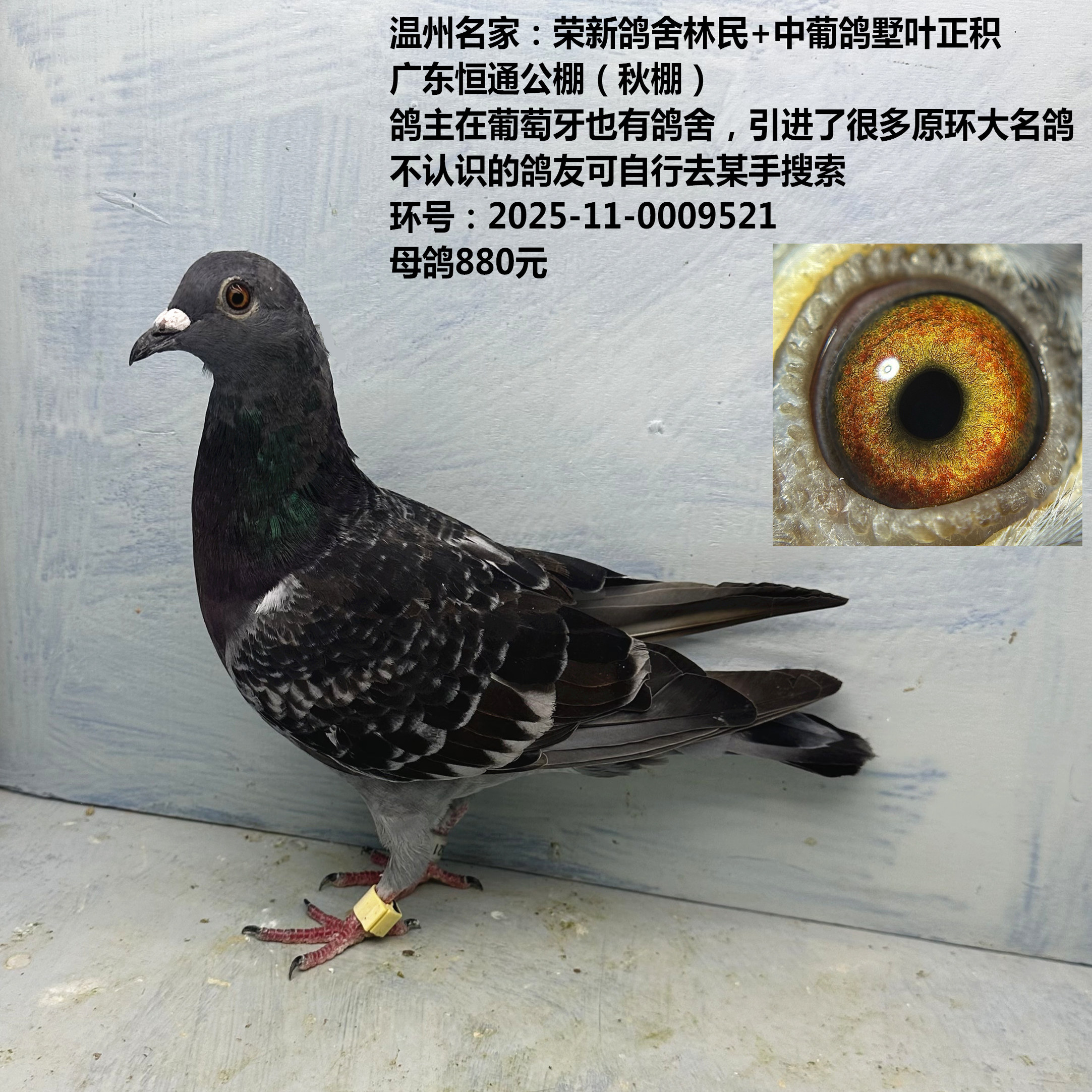 温州名家荣新鸽舍林民+中葡鸽墅叶正积 鸽主引进了很多原环大名鸽