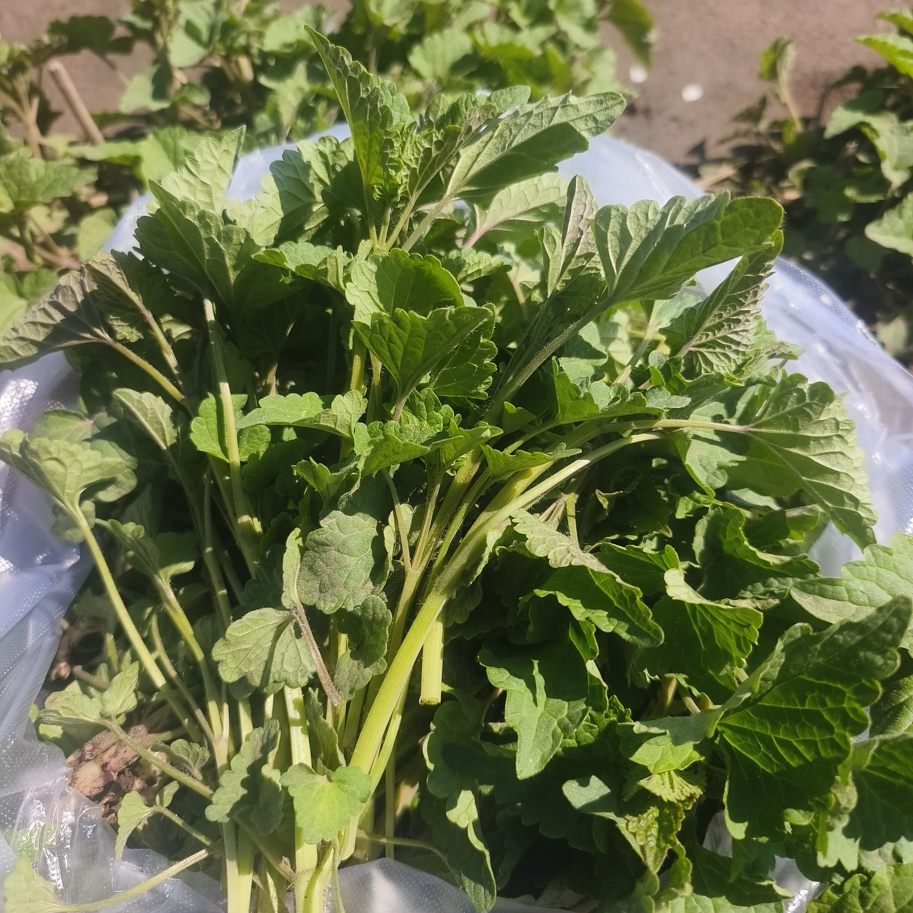 东北猫把蒿新鲜藿香把蒿炖鱼野菜打酱炒菜用鲜把蒿500g包邮