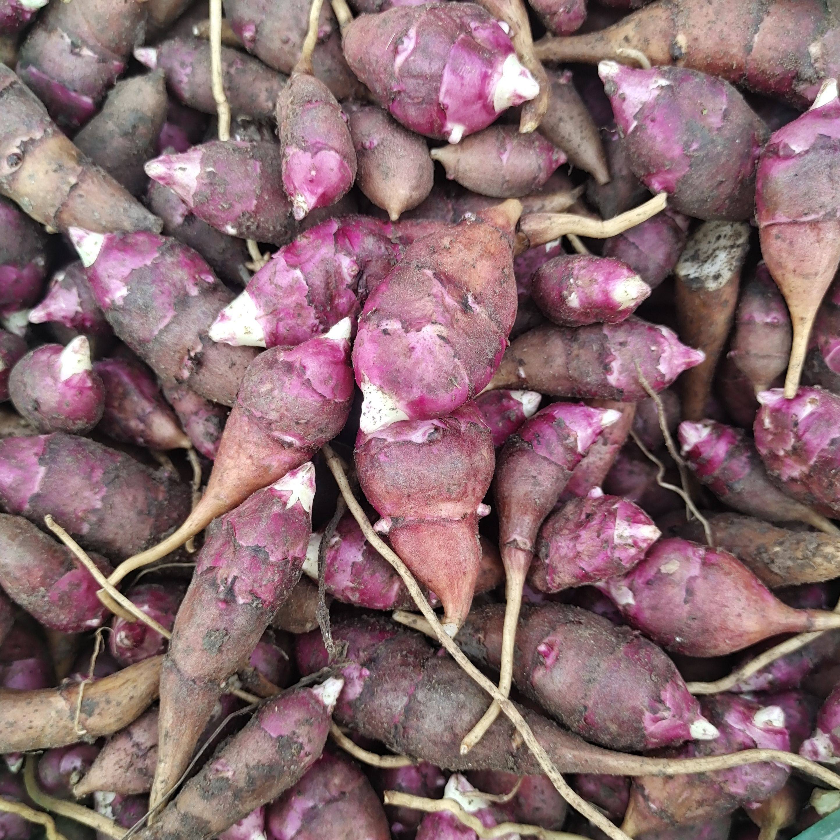 2024年东北新鲜地环洋姜野生姜不辣鬼子姜洋姜菊芋胰岛果5斤包邮