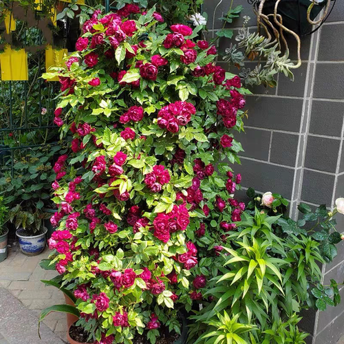 藤本丰花月季雀之舞爬藤蔷薇月季花苗庭院阳台盆栽四季花卉玫瑰花