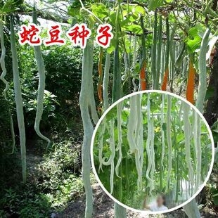 蛇豆种子大全蛇形长豆角蛇蛇果丝瓜蔬菜种籽原装种子大全